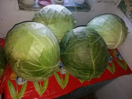 Капуста сорт мегатонн