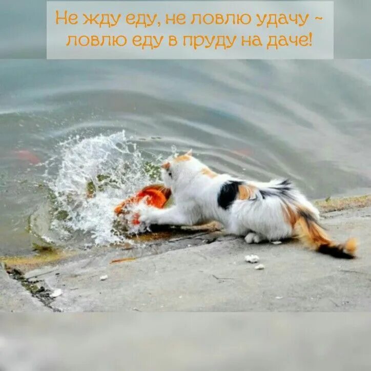 Птица счастья. Кот и ворона. Она уже не поймать. Шутки про золотую рыбку. Прикольная подпись открытки.