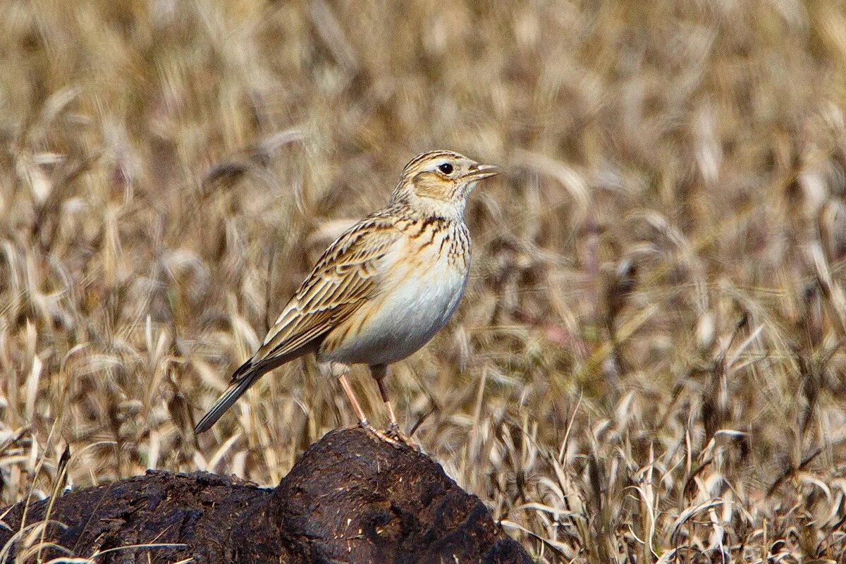 Lark перевод. Полевой Жаворонок. Птица полевой Жаворонок. Луговой Жаворонок. Полевые Жаворонки.