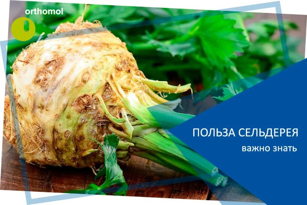 Сельдерей стебель польза и вред для здоровья. Сельдерей. корень сельдерея. чем полезен сельдерей. корневой сельдерей стебли.
