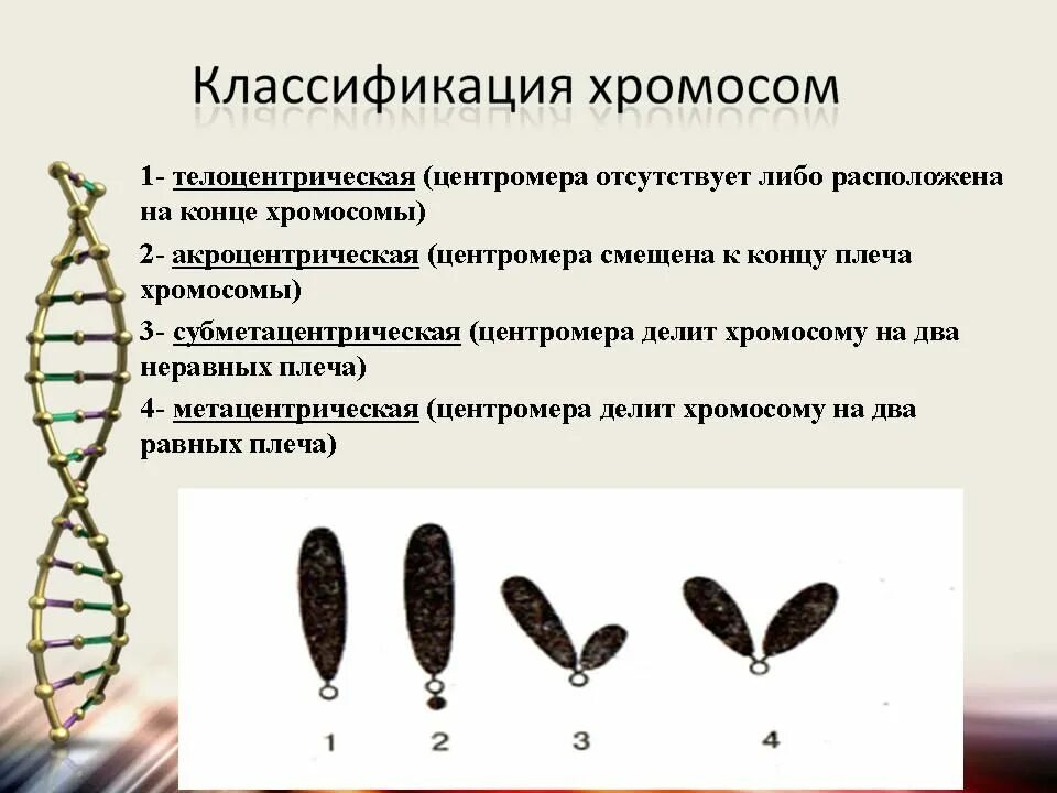 К какому типу относится у хромосома