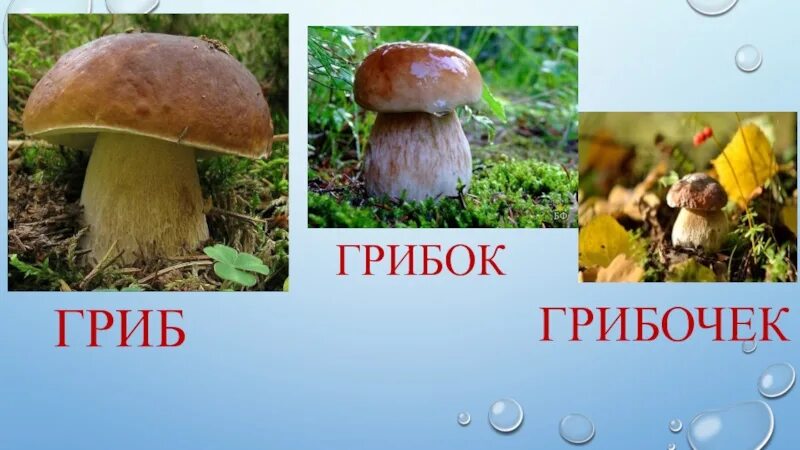 Грибок однокоренные слова. Грибок слова. грибочки однокоренное слово?. семейство слова гриб. гриб грибочек грибной грибок однокоренные слова.