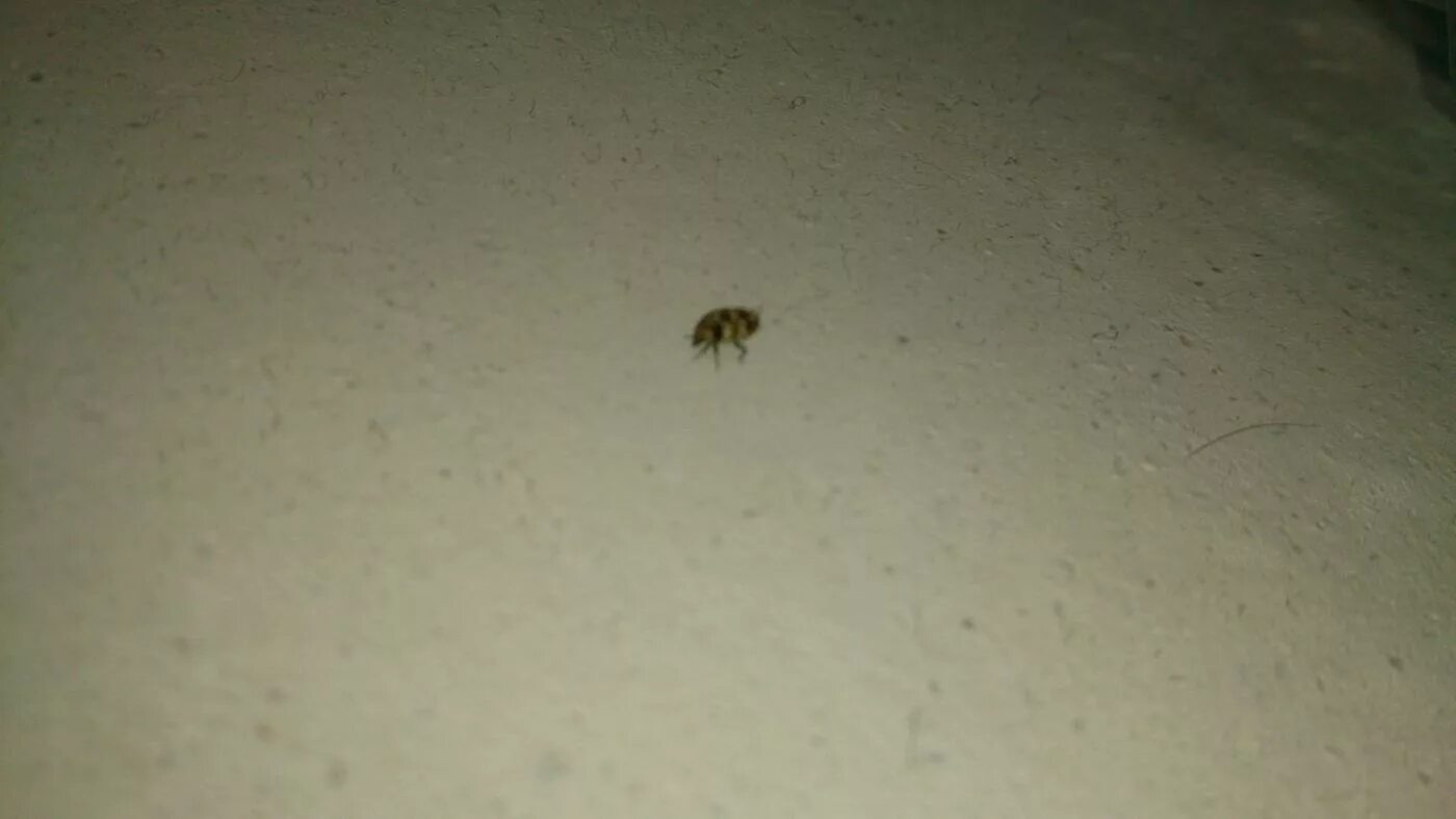 индонезийская креветка. мелкие насекомые в воде. мелкие прозрачные насекомые в квартире. маленькие черные жучки в аквариуме. чёрные жучки в квартире.