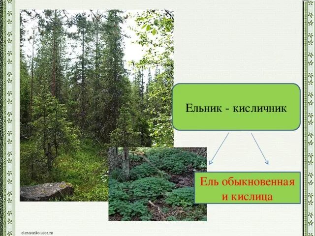 Видом средообразователем в хвойном