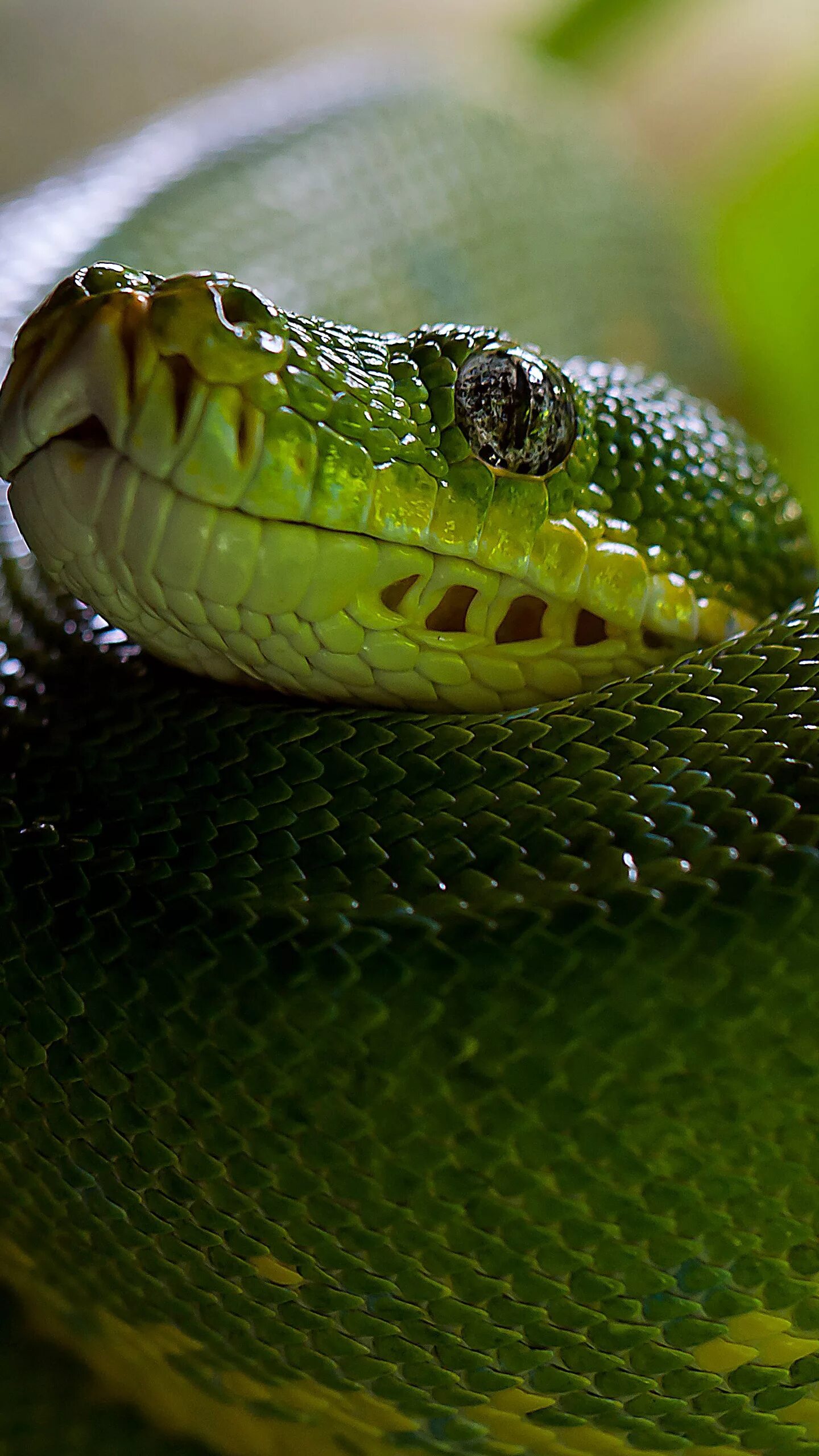 Травоядные змеи. Кустарниковая гадюка (Atheris. Зеленая гадюка. Змея питон зеленый.