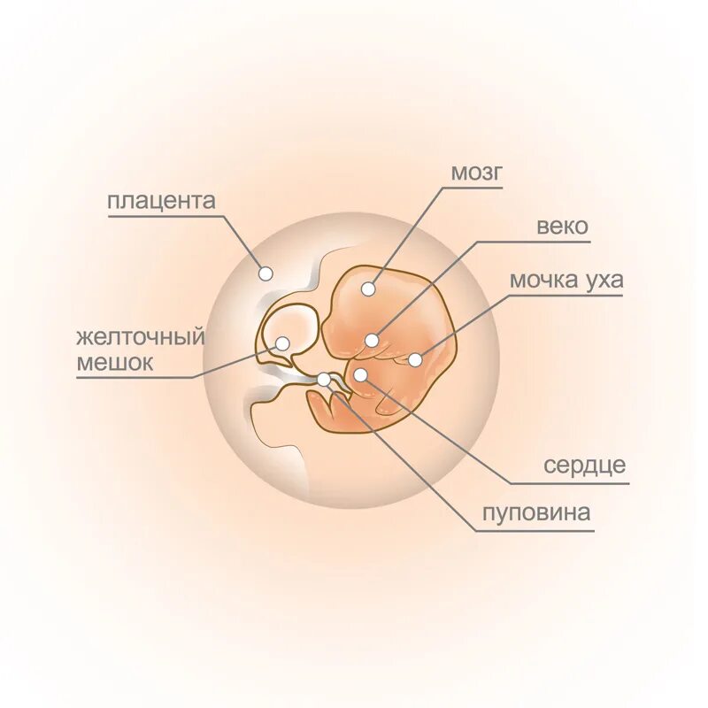 узи 9 недель беременности описание. эмбрион на 8-9 неделе беременности узи. эмбрион на 10 неделе беременности. узи ребенка на 8 неделе беременности фото.