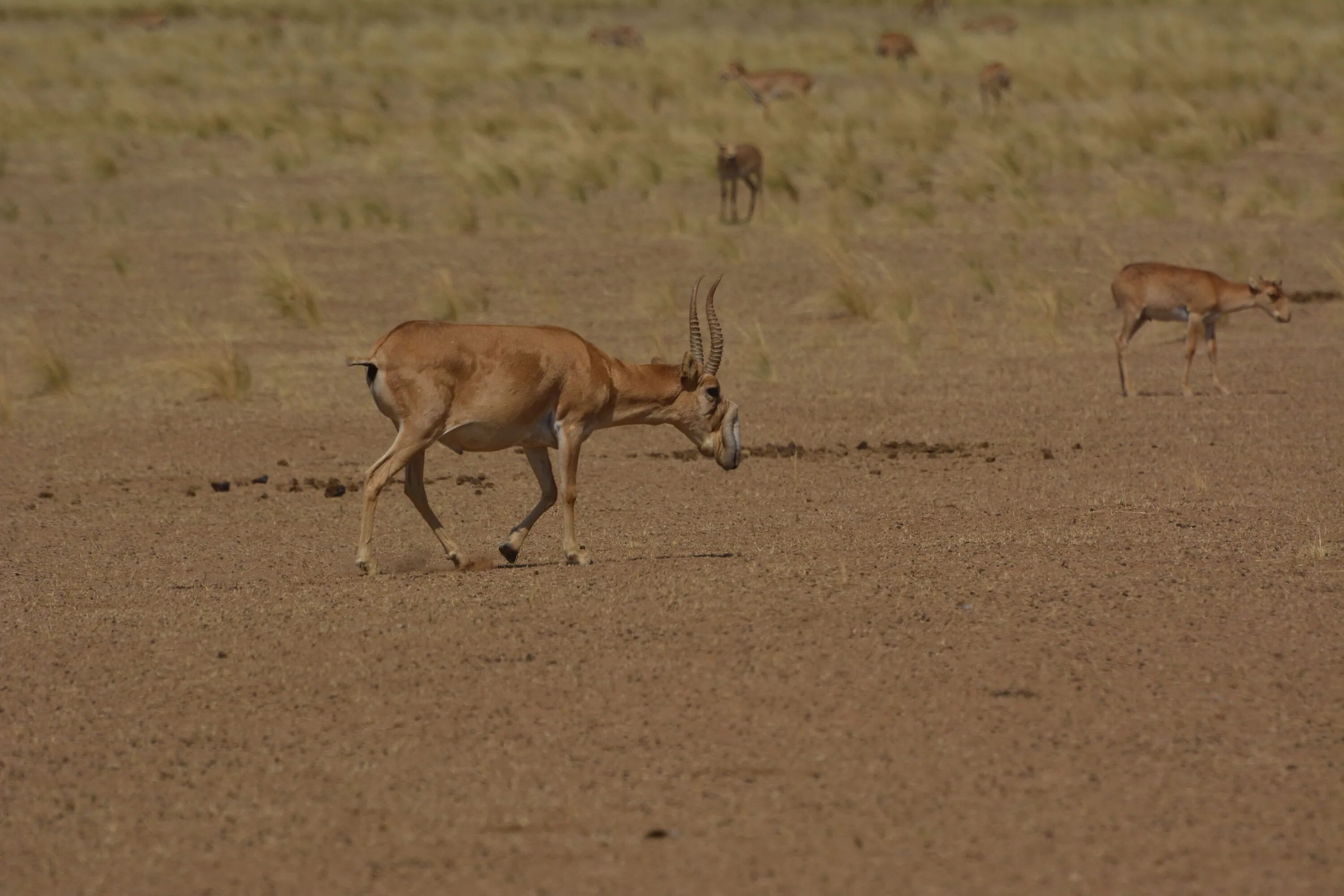заповедник чёрные земли республика калмыкия. сайт черные земли. кордон пеликан заповедника черные земли. калмыцкая степь заповедник. биосферный заповедник республика калмыкия.