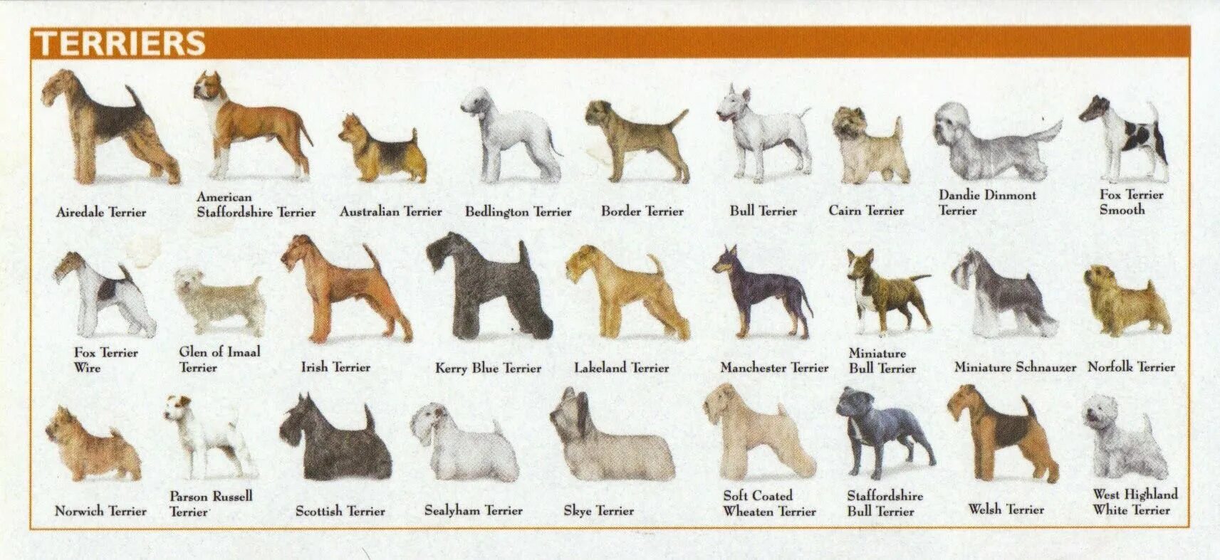 Название собак. Средняя порода собак. Породы собак названия. Все виды собак породы средних.