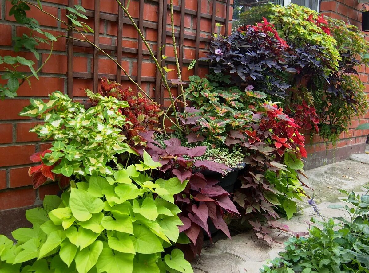 Колеус батат ипомея батат