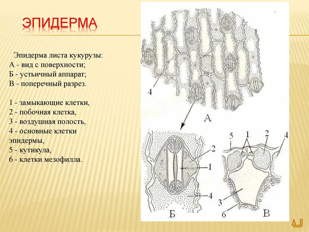 Покровная ткань листа эпидерма. Эпидерма листа Тип растительной ткани. Строение клетки листа эпидерма. Строение эпидермы растений.