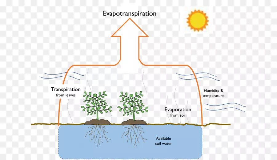 Эвапотранспирация растений. Транспирация у растений. Транспирация схема. Испарение растений.