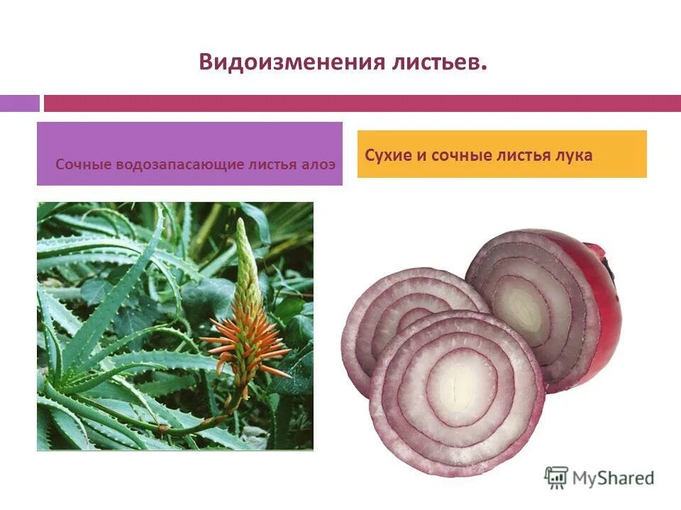 Значение мясистых листьев. Функции видоизменения листа колючки. Видоизмененные листья алоэ. Видоизменение листьев насекомоядные листья. Хавортия крассула.