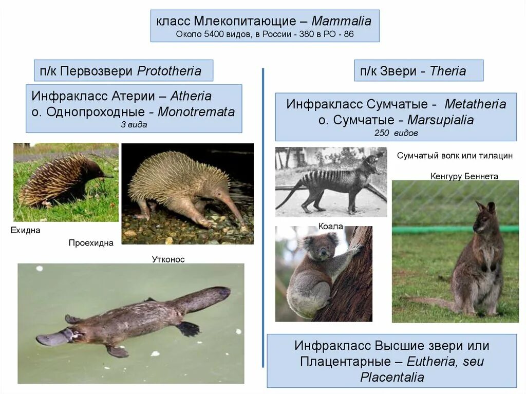 Самый многочисленный класс позвоночных