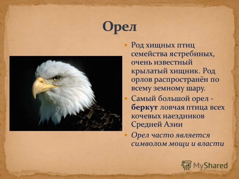 Текст про орла. Описание орла. Орёл птица описание. Рассказ про орла. Сообщение об Орле.