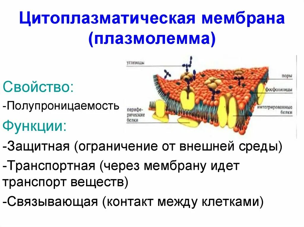 В чем проявляется транспортная функция. Наружная клеточная мембрана и цитоплазматическая мембрана. Цитоплазматическая мембрана плазмалемма. Цитоплазматическая мембрана строение и функции. Наружная цитоплазматическая мембрана строение и функции.