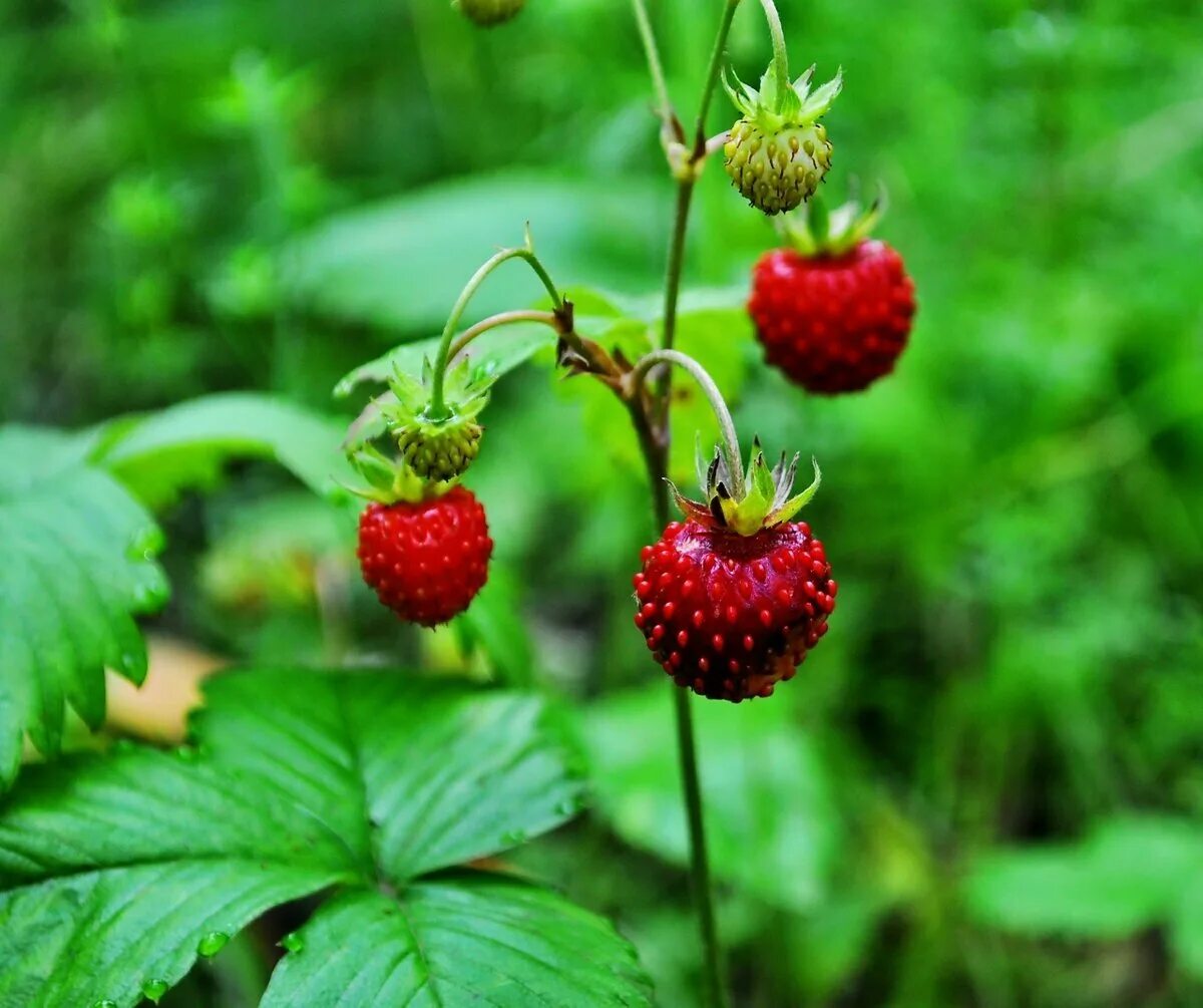 Лесная ягода луговая,земляника,клубника. Земляника флеуретта. Сейчас есть земляника. Земляника садовая мелкоплодная сорта. Клубника для детей.
