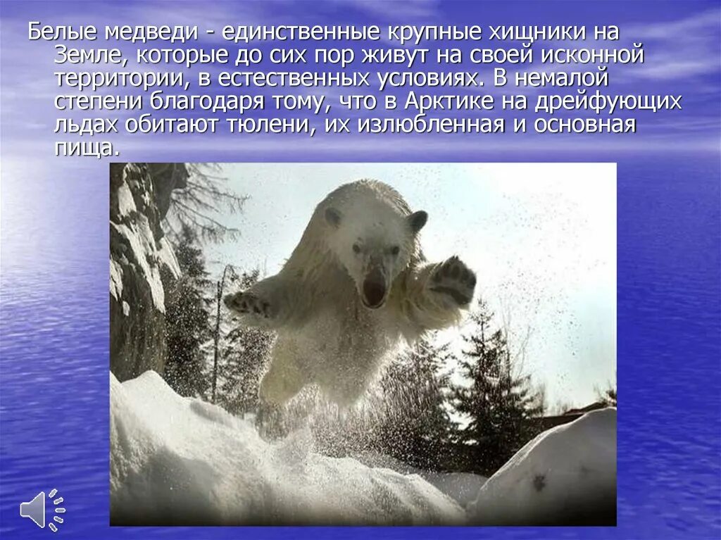 Где обитают белые медведи на каком материке. Белый медведь самый крупный хищник на земле. Место обитания белого медведя. Белый медведь обитает на материке. Где обитают белые медведи в России.