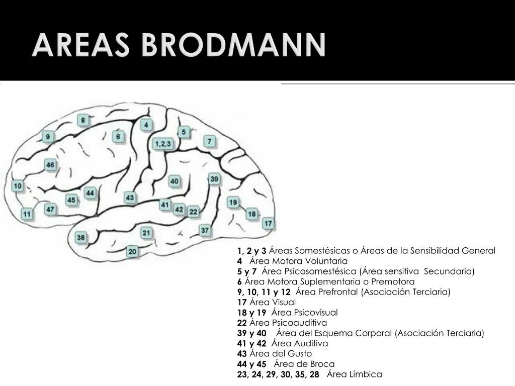 Цитоархитектонические поля по Бродману. Карта полей по Бродману. 22 Поле Бродмана. Поля 1 2 3 по Бродману. Area 22