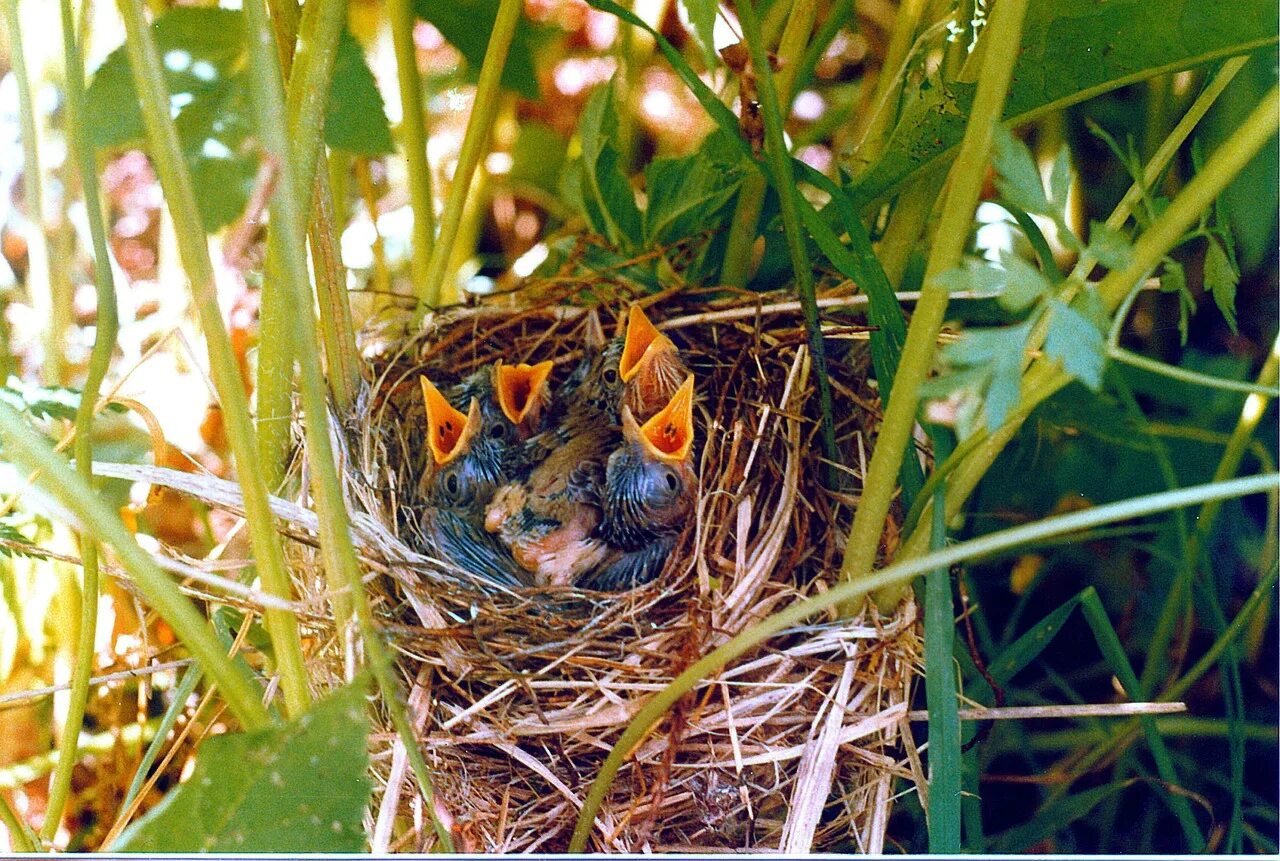 Птенцы в лесу. Гнездо жаворонка. Гнездо жаворонка птицы. Птенцы степного жаворонка. Жаворонки в гнезде с птенцами.