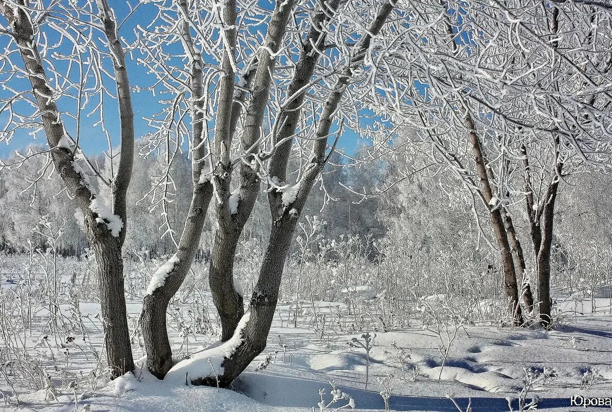 дерева вы мои дерева исполнители. дерева вы мои дерева слушать. дерева вы мои дерева. песня дерева вы мои. мои деревья в федоровку.