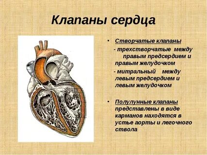 Между желудочками и артериями