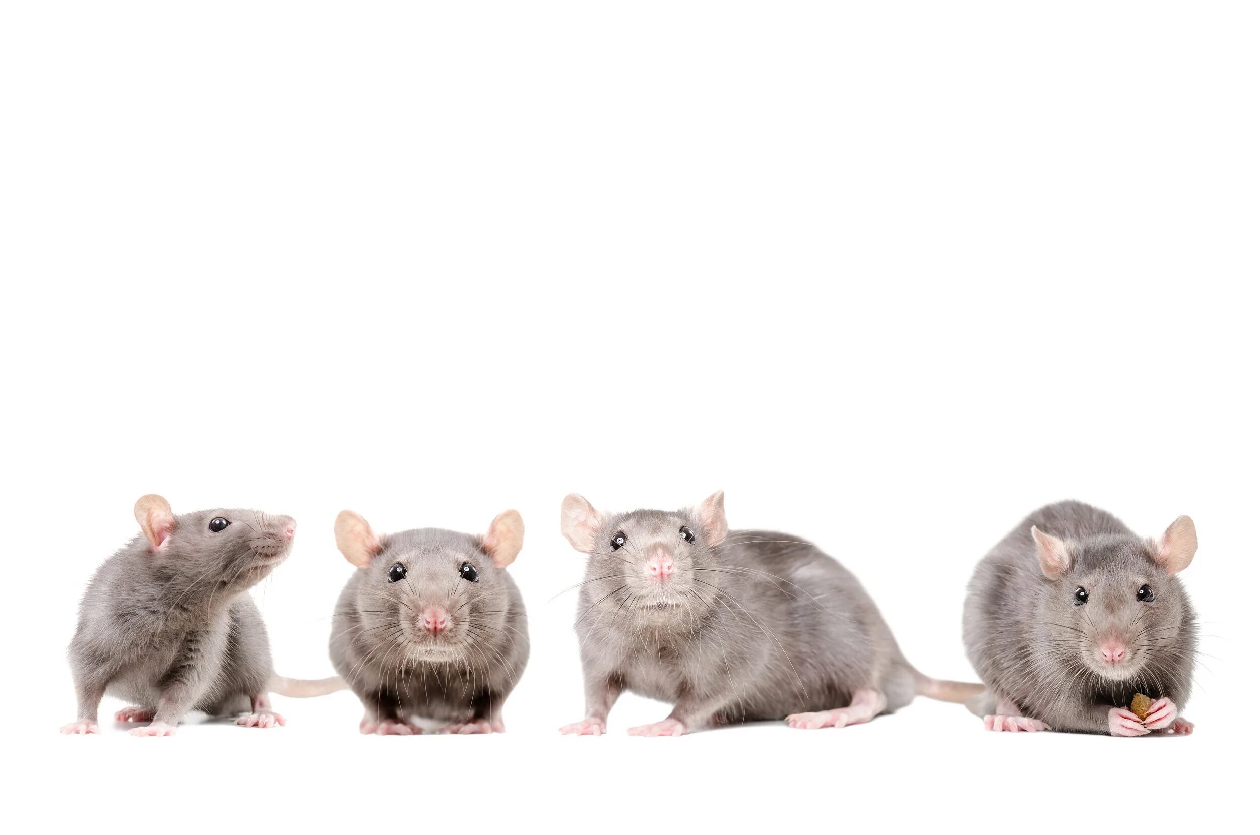 Крысиный коллектив. Крыса группа животных. Крыса группа животных. Крыса группа животных. Три крысы.