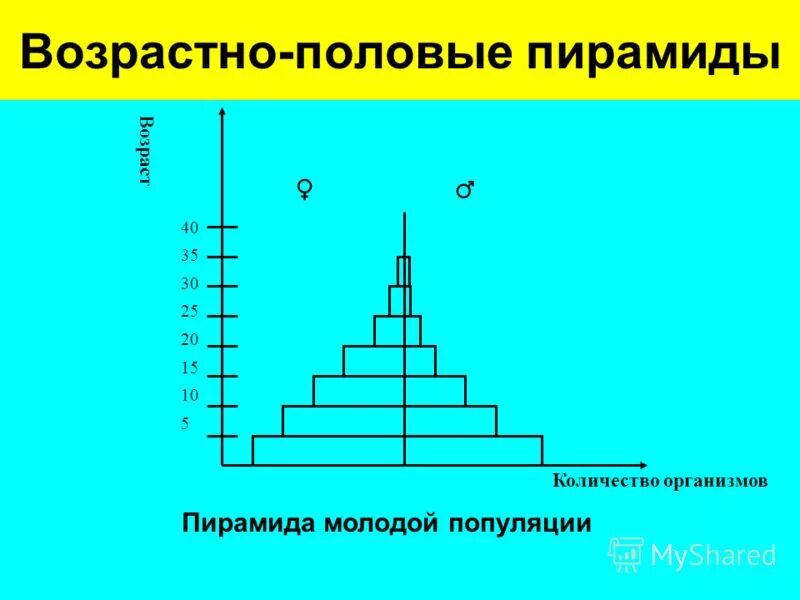 возрастная структура популяции пирамида. возрастная структура популяции пирамида. возрастная пирамида популяции. возрастная пирамида популяции. возрастная пирамида растущей популяции.