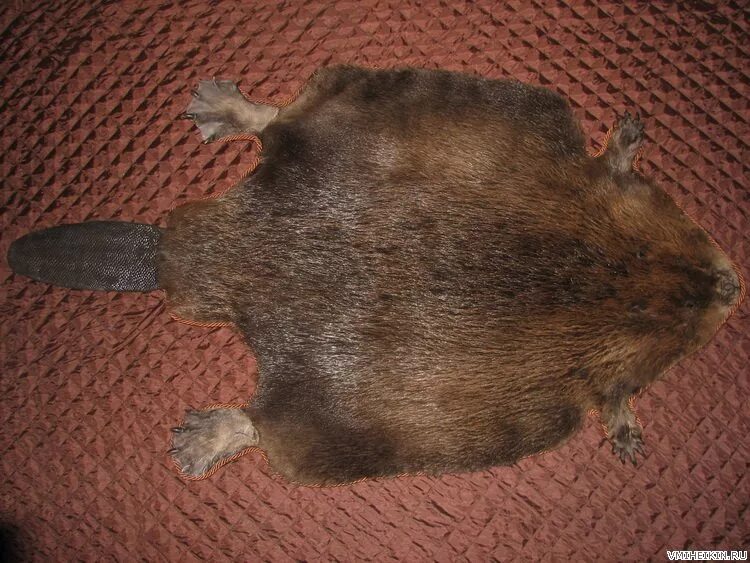 формовка бобра таксидермия. бобер живой. следы бобра. продам бобра. продам бобра.