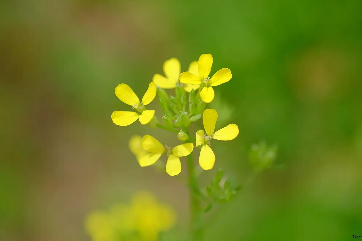 к какому классу относится сурепка. сурепка соцветие. сурепка описание растения. 68. лесная сурепка.