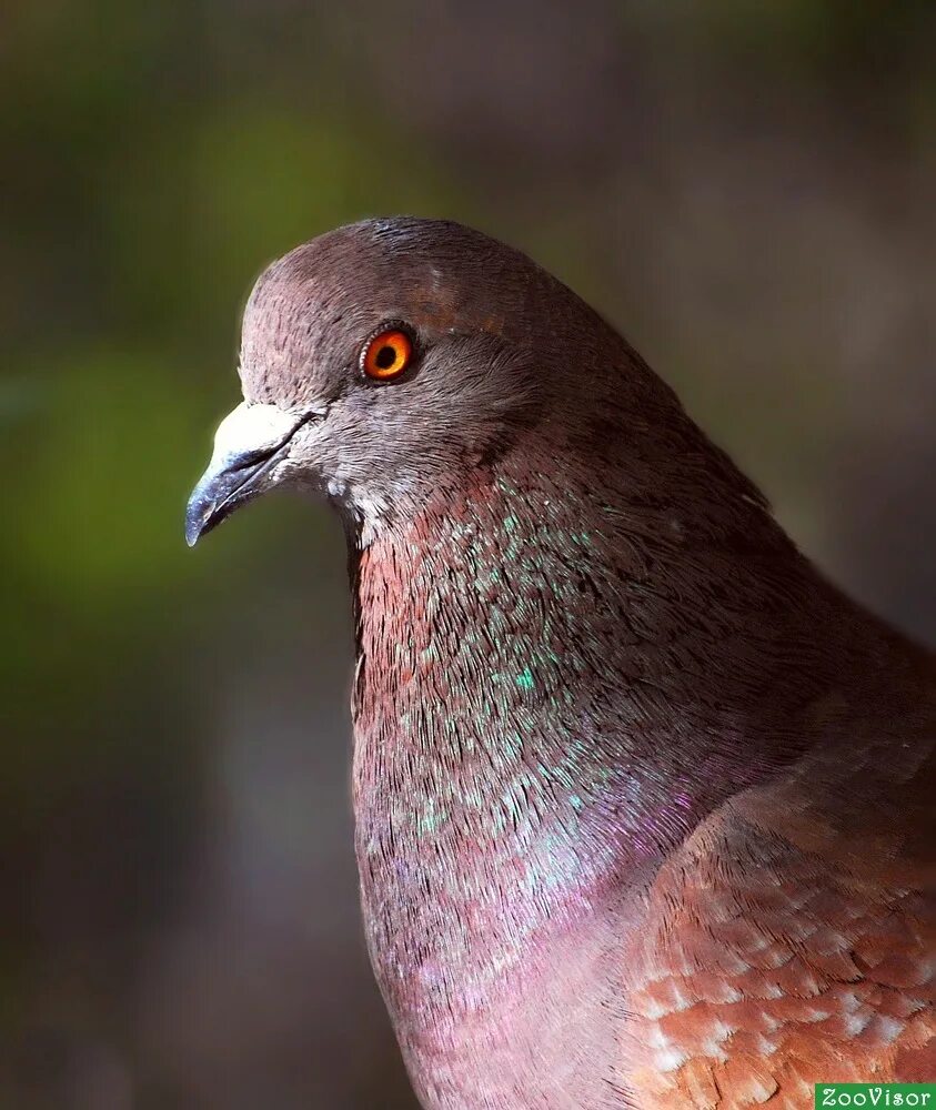 сизый слушать. сизый песня слушать. сизый слушать. голубь сизарь. сизый голубь пятнистый.