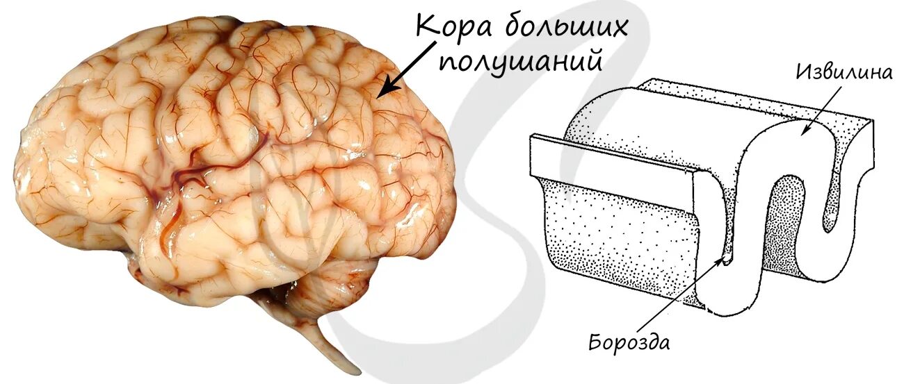 КБП головного мозга. КБП физиология. Доли КБП.