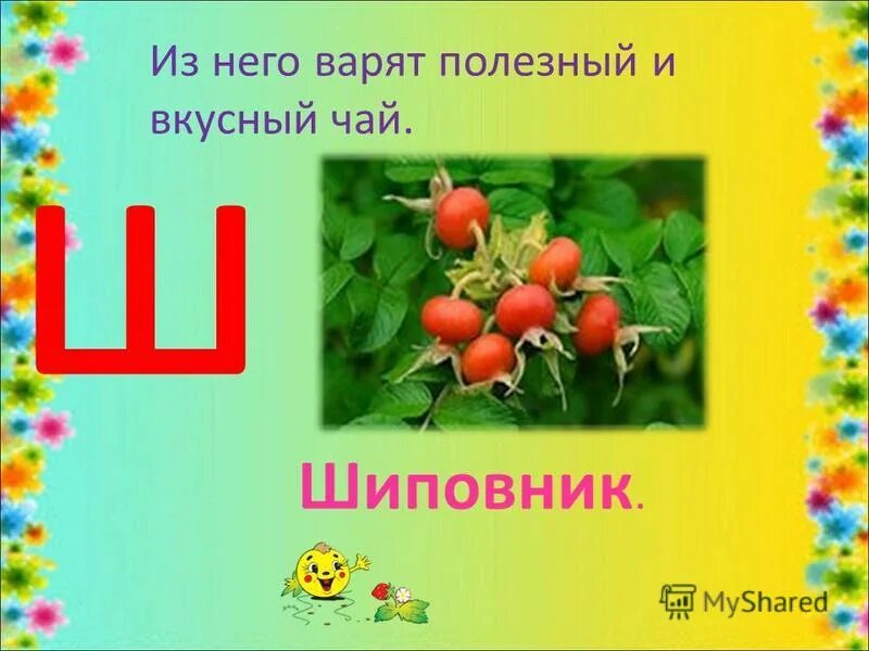 Растение на букву ш. Шиповник карточка. Цветок на букву ш. Азбука буква ш.