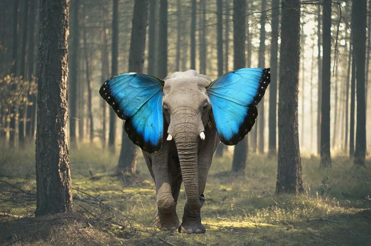 Elephant butterfly. Слон с крыльями бабочки. Слон с крыльями. Слон с ушами бабочки. Слоненок с крыльями.