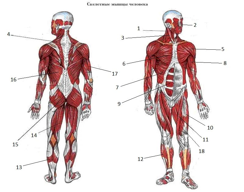 Связки тела. Мышечная система человека схема. Строение человека мышцы анатомия. Мышечный скелет человека анатомия. Структура человека скелет мышцы.