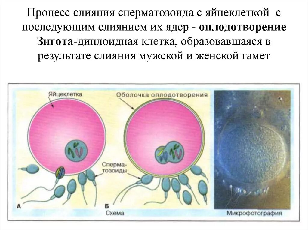 Оплодотворение у животных схема. Оплодотворение яйцеклетки сперматозоидом схема. Процесс слияния яйцеклетки и спермия. Образование оболочки оплодотворения. Яичник зигота