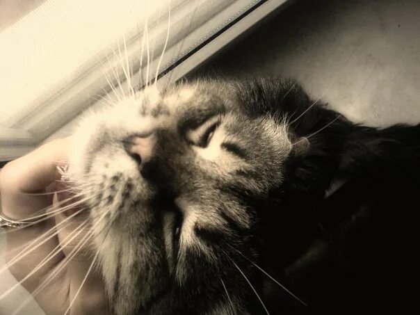 Sonya kot. Sonya kot. Sonya kot. Соня котик ютуб. Sonya kot.