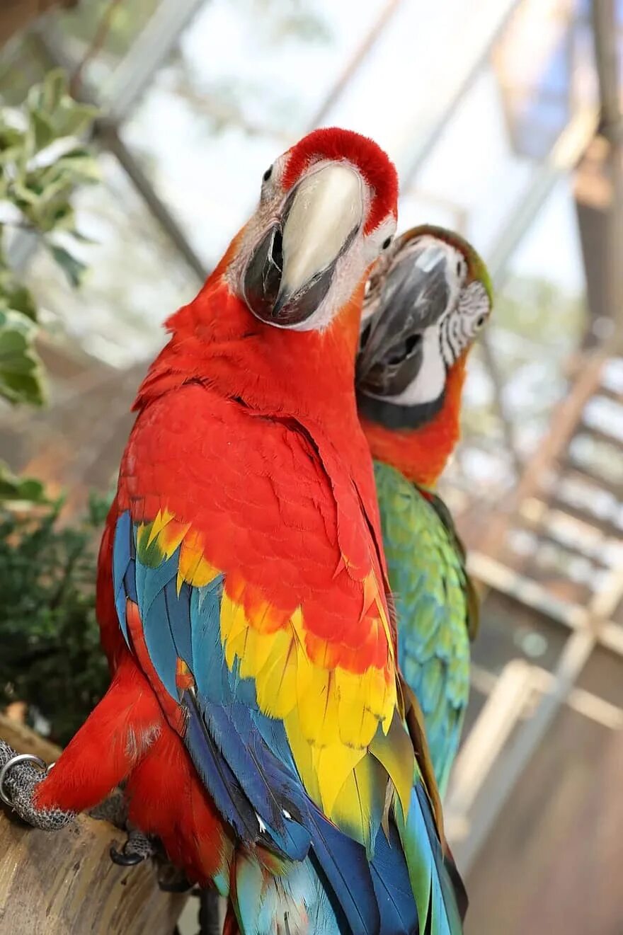 Разноцветное какаду. Попугай ара. Попугай Какаду цветной. Попугай ара красный. Попугай ара в Тайланде.