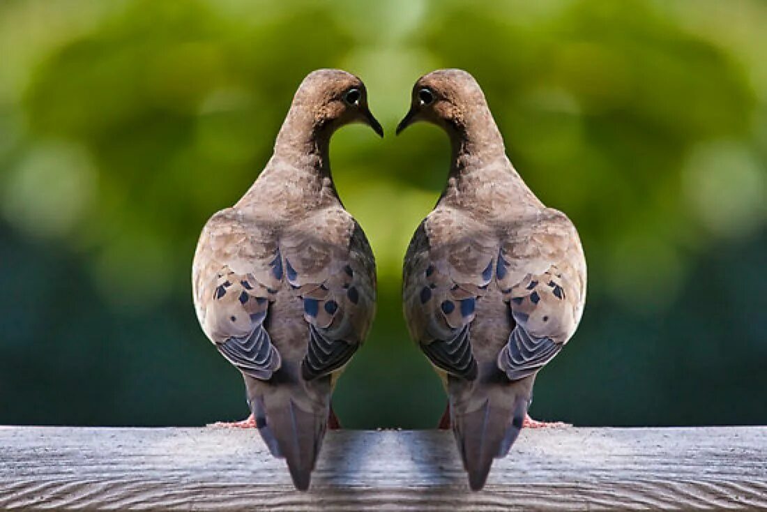 Птица романс. Голубь фото. Любовь и голуби. Сердце птицы фото. Голубиный траур.