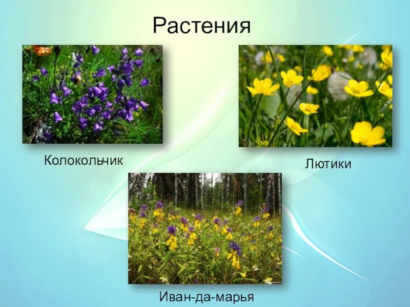 Какие растения в марий эл. Растительный мир республики марий эл. Растительный мир республики марий эл. Какие растения в марий эл. Какие растения в марий эл.