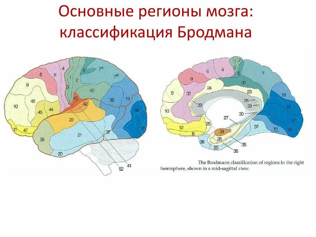 Поля коры головного мозга по Бродману. Поле Бродмана 9. Карта полей коры больших полушарий по Бродману. Карта Бродмана головного мозга. Третичные поля мозга