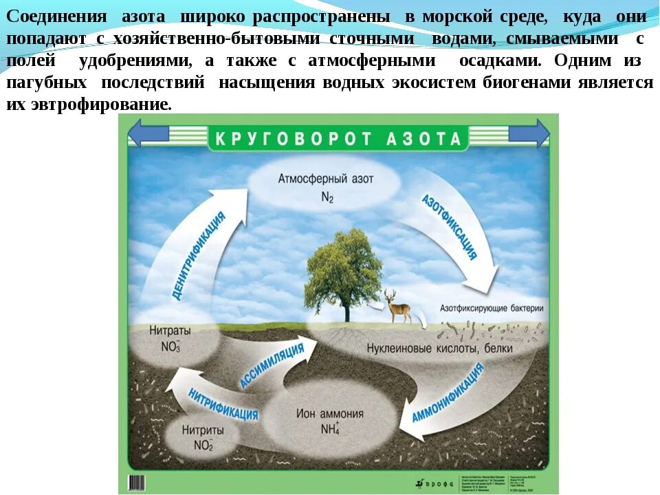 Соединения азота. Соединения азота в природе. Азот соединения азота. Распространение соединения азота в природе. Разложение соединений азота