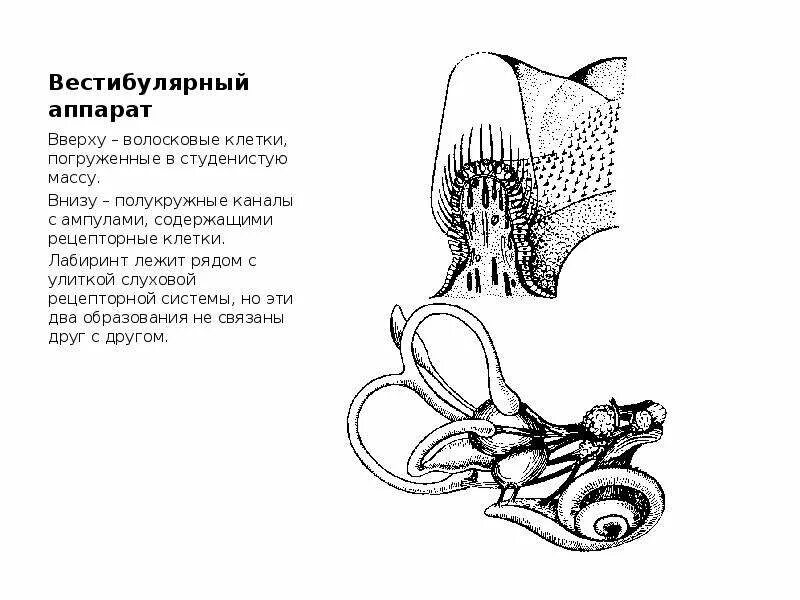 Вестибулярный аппарат песня. Волосковые клетки вестибулярного аппарата. Вестибулярная волосковая клетка. Функции волосковых клеток вестибулярного аппарата. Волосковые рецепторные клетки вестибулярного аппарата.