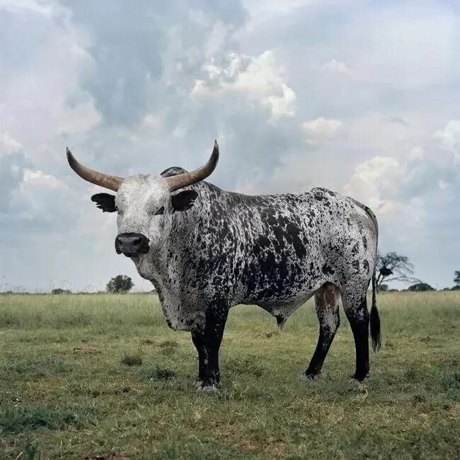 К чему снится породистый. Бык зебу. Иберийская порода Быков. Порода коров ватусси. Шотландский бык пятнистый.