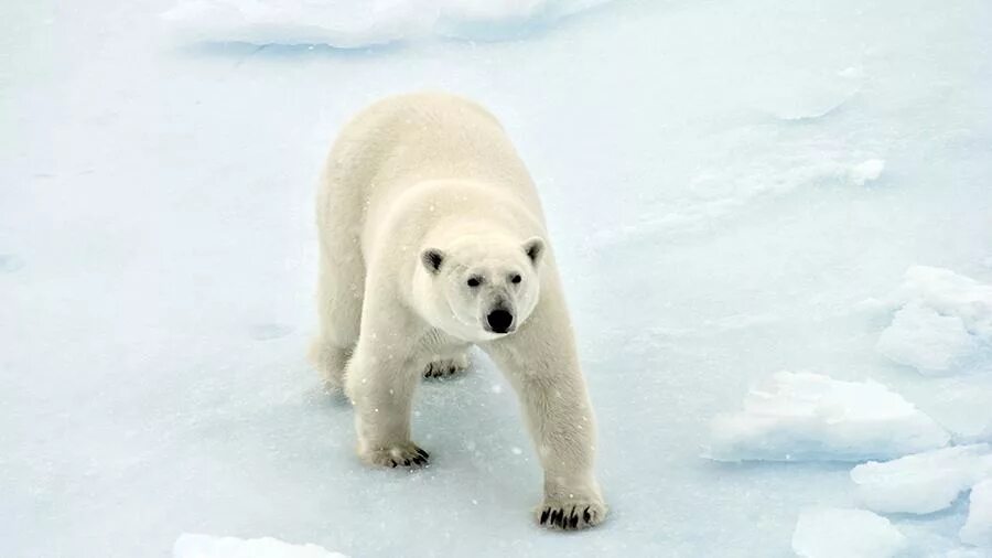 белый медведь режим работы. белый медведь фото. полярный медведь большой и маленький. медведица роза в московском зоопарке. белый медведь.