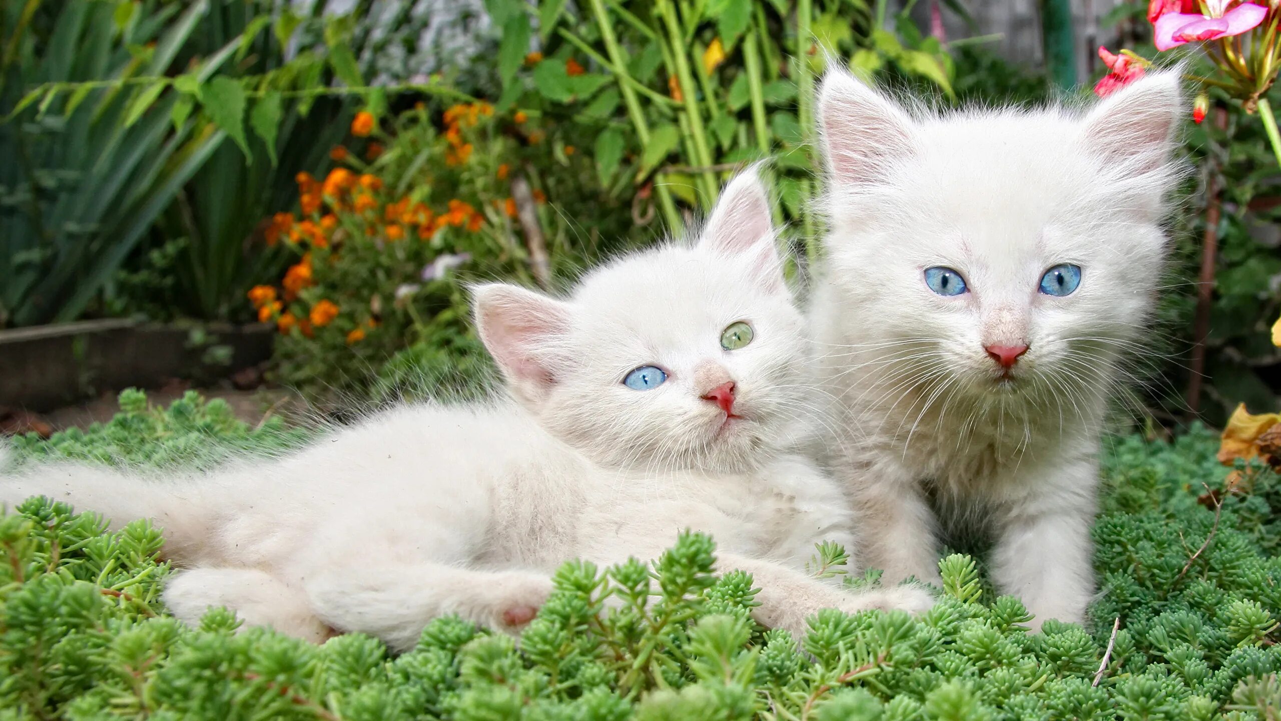 Картинки котят. Котята. Кошка белая. Беленький котенок. Кошка с котятами.