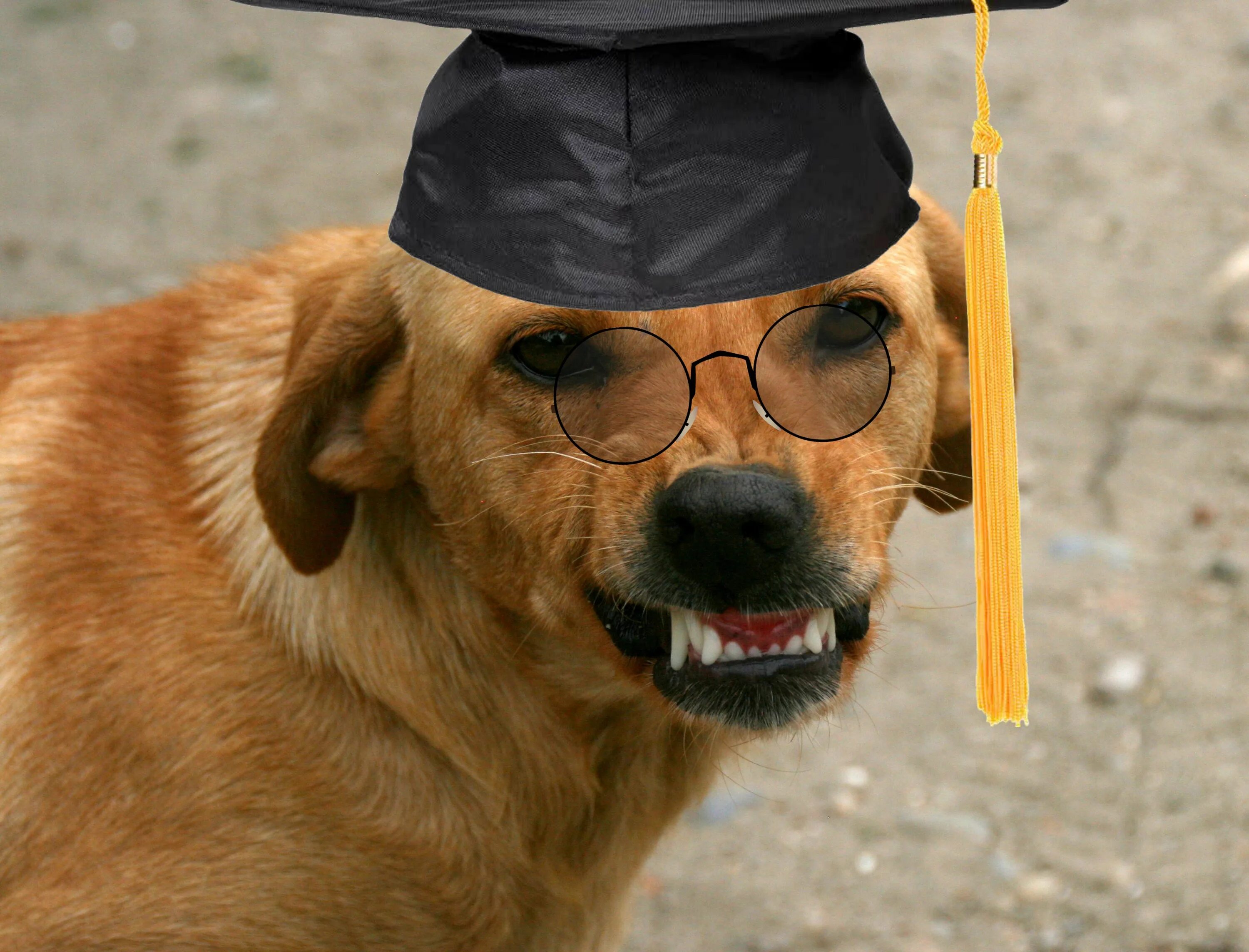 Учительница собак. Смешные собаки. Собака ученый. Умный пес в очках. Пес ученый.