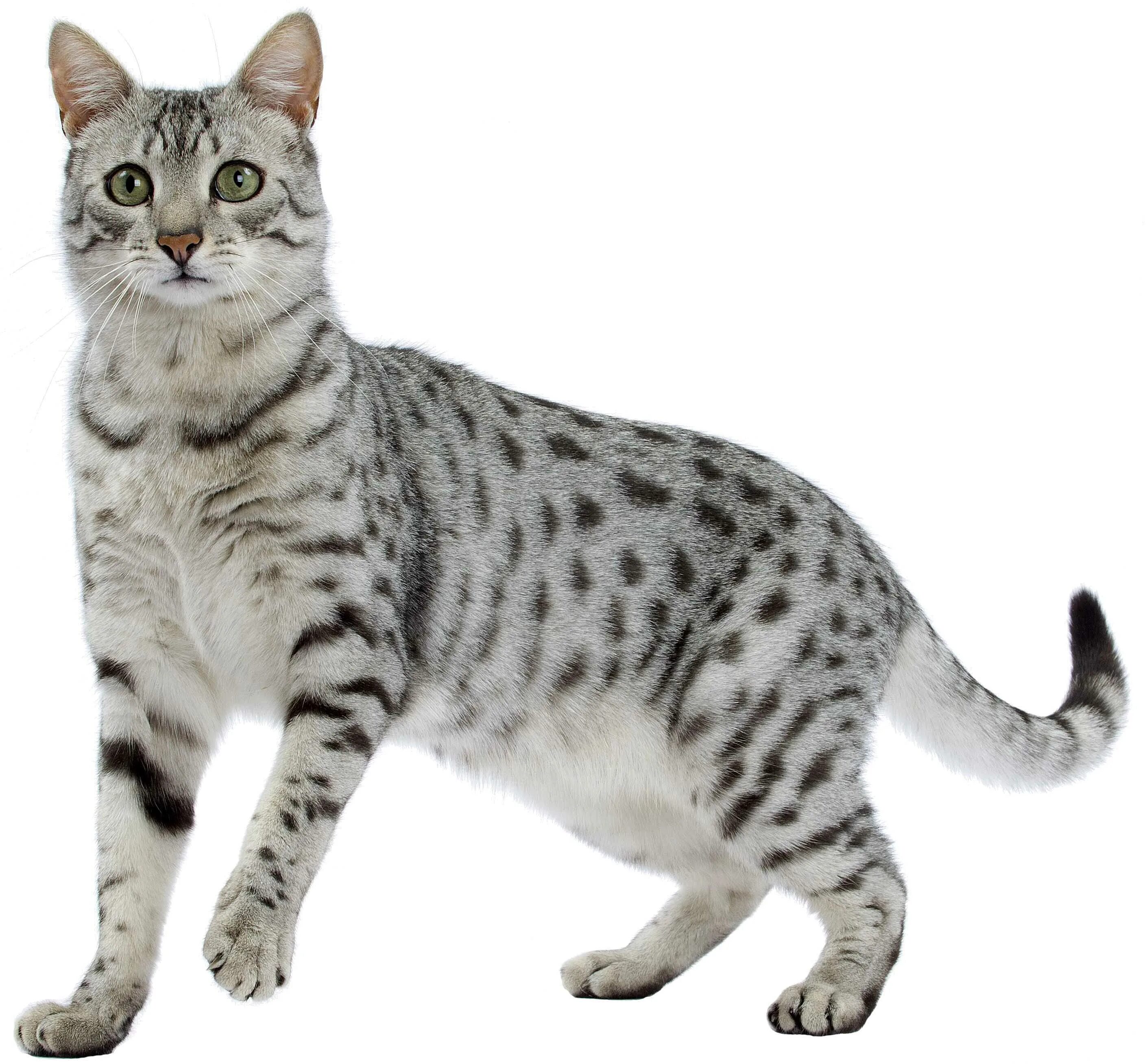 Как выглядят кошки породы. Египетская МАУ кошка. Порода Египетская МАУ. Тату Египетская кошка. Коты породы Египетский МАУ.