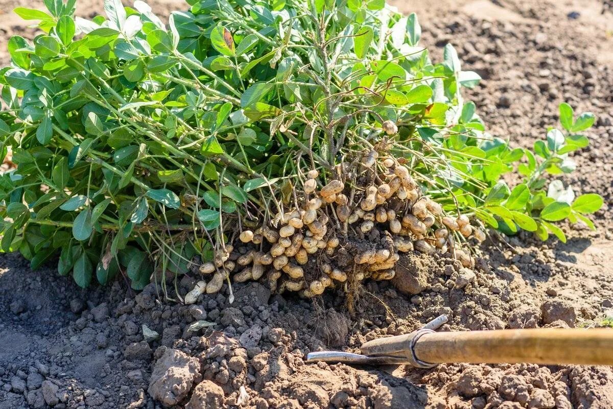 Земляное дерево. Земляной арахис. Семена арахис культурный Земляной орех. Арахис культурный (Земляной орех) 5 шт (Престиж). Арахис культурный(Земляной орех) Престиж ц.