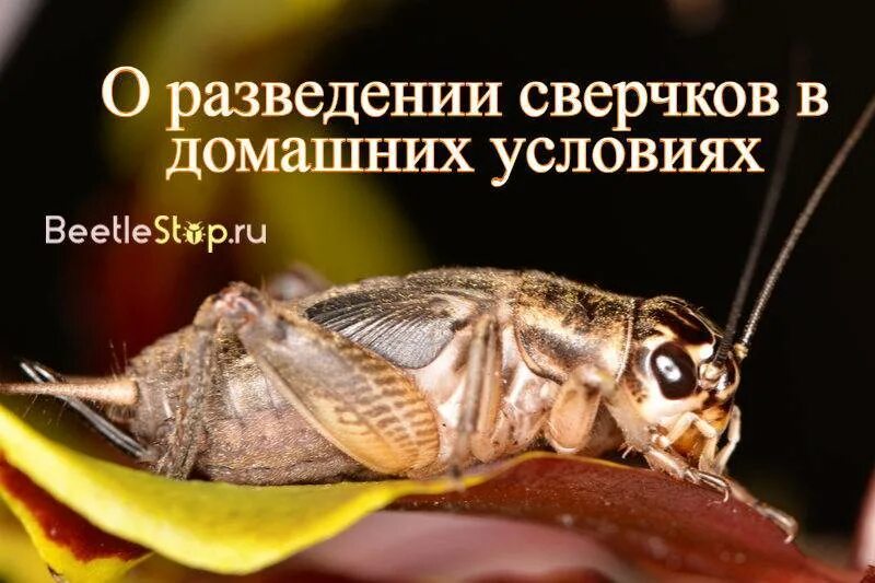 Размножение сверчков. Разведение сверчков в домашних условиях. Сверчок домашний содержание.