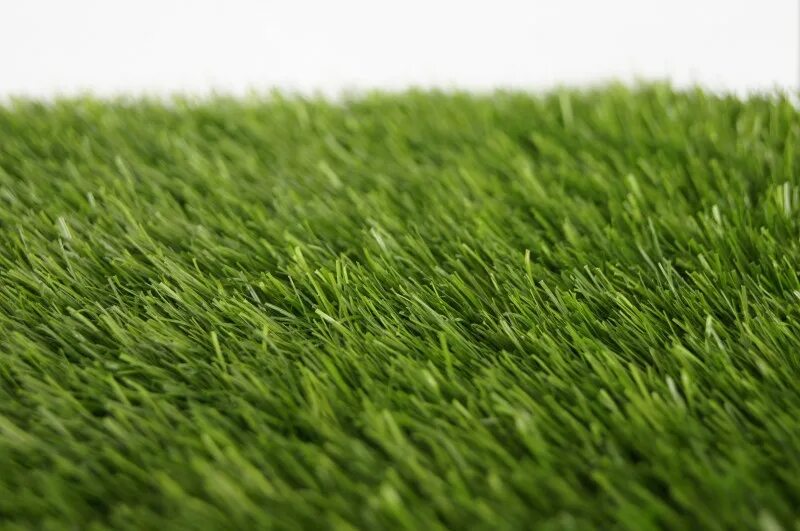 фалярис фессей. зеленая трава как называется. фалярис канарский. фалярис вариегата. зеленая трава.